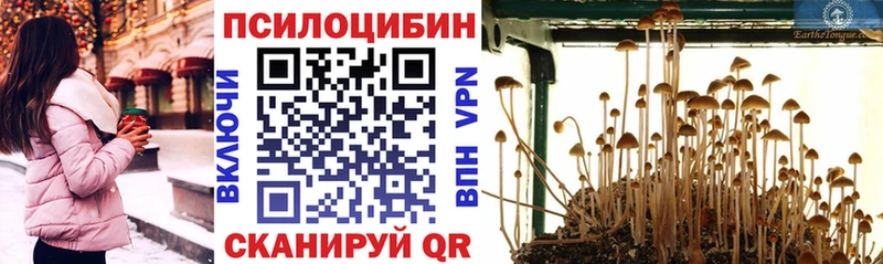 купить  цена  Горячий Ключ  Галлюциногенные грибы Psilocybine cubensis 